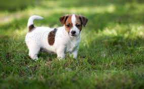 Koupim �t�n� - Jack russell teri�r