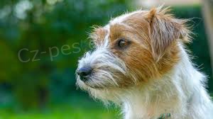 Koupim �t�n� - Jack russell teri�r