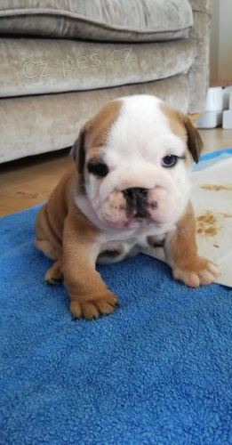 ڞasn� �t��ata anglick�ho buldoka