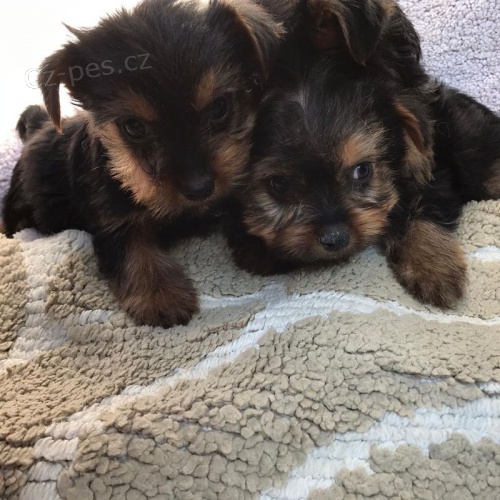 �t��ata Yorkshire Terrier