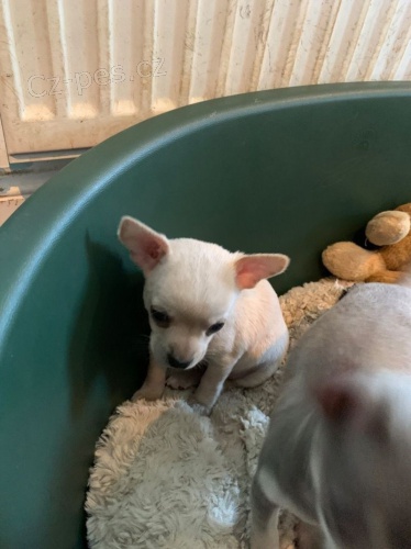 �ivava �t�n�