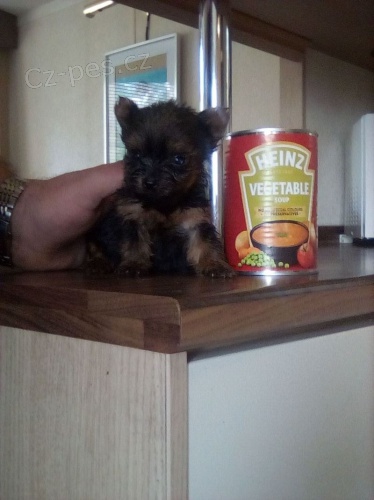 �t��ata Yorkshire teri�ra