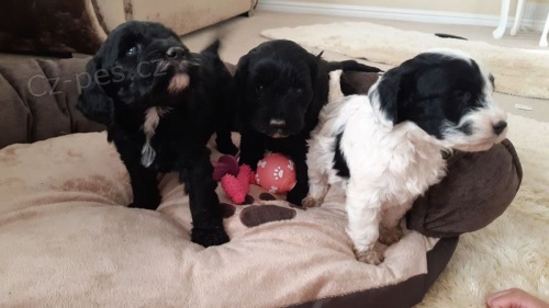 Kr�sn� �t��ata Cockapoo