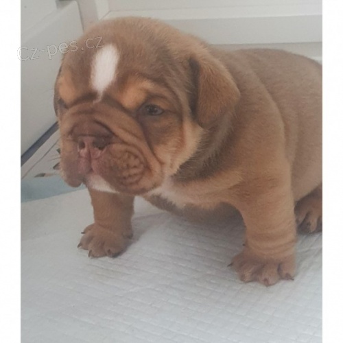 Kc reg Anglick� buldok �t��ata