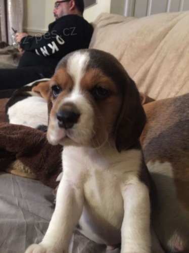K dispozici �t��ata Beagle