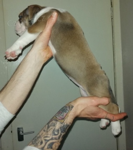 Anglick� buldok �t��ata