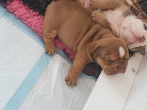 Anglick� buldok �t��ata