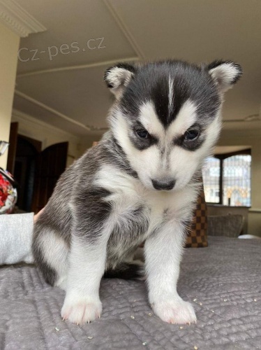 �t��ata sibi�sk�ho husky