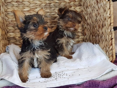 Jork��rsk� teri�r