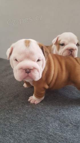 Britsk� buldok �t�n�