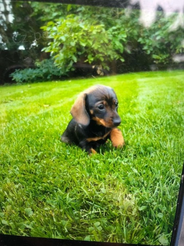 Jezev��k miniaturn� dr�t�n� vlasy