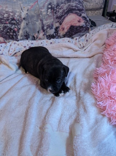 �t�n� Staford��rsk� bulteri�r na prodej