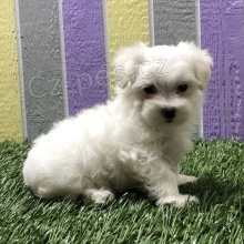 kr�sn� maltsk� �t���tka k adopci