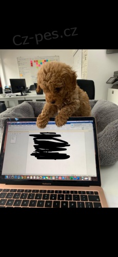 K dispozici je ohromuj�c� hra�ka Poodles