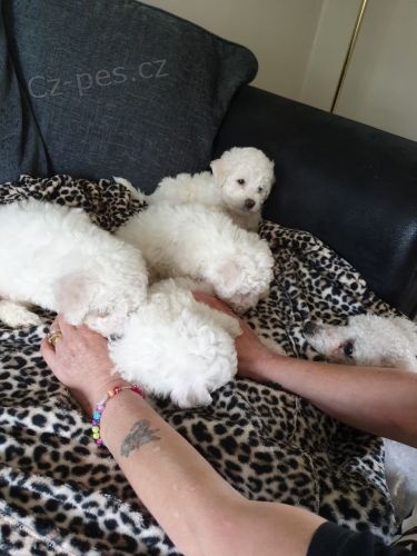 bichonov� r��e