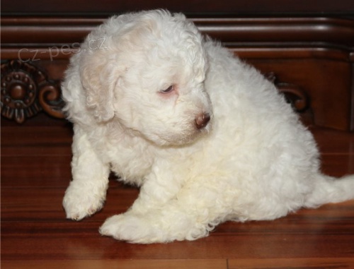 kr�sn� francouzsk� �t���tka lagotto k adopci