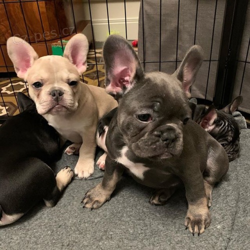 kr�sn� francouzsk� buldok �t��ata