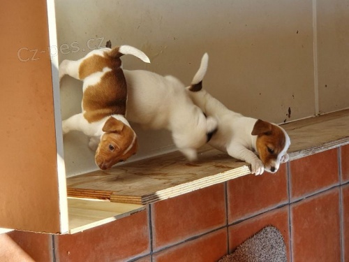 �t��ata Jacka Russella