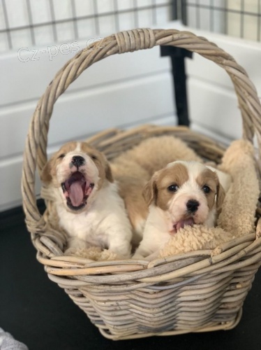 Roztomil� �t��ata Cavachon