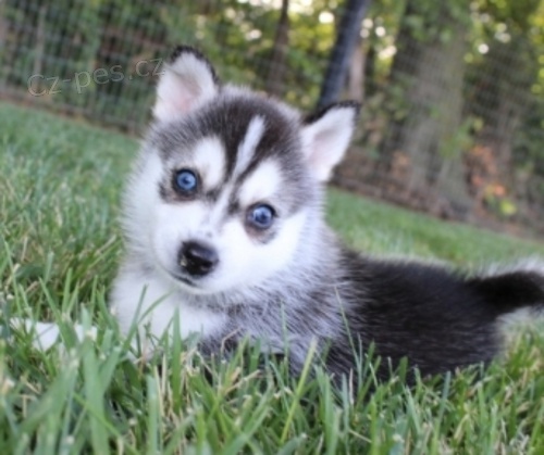 kr�sn� �t���tka z pomsk�ho k adopci