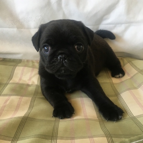 N�dhern� �t���tka z pitbull�, kter� jsou k dispozici