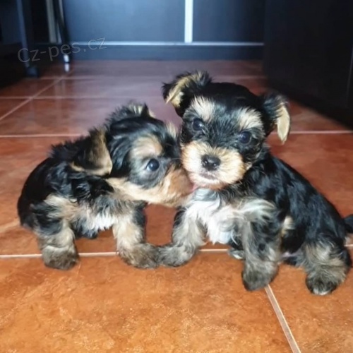 jork��rsk� �t��ata