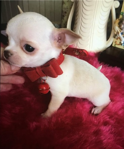 �ivava �t��ata