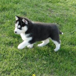 �t��ata sibi�sk�ho husky