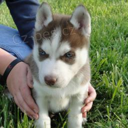 �t��ata sibi�sk�ho husky
