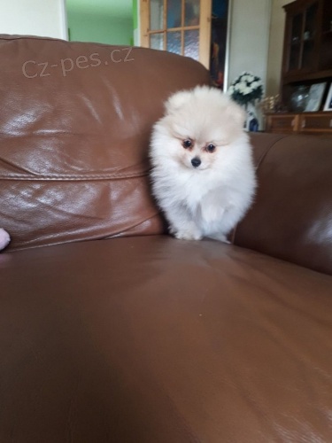 Pomeranian�