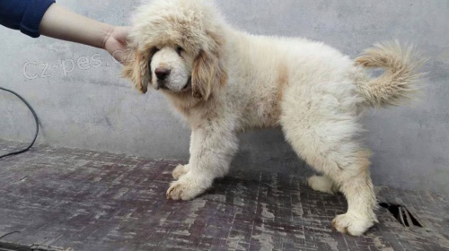 tibetsk� mastif