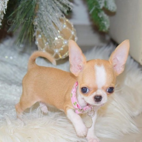 ��lky �t��at Chihuahua