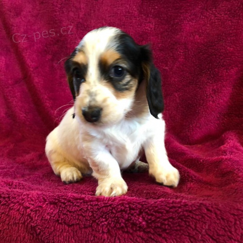 �t��ata jezev��ka k dispozici