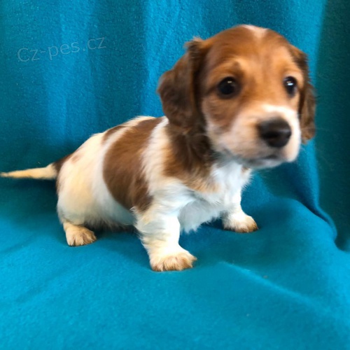 �t��ata jezev��ka k dispozici