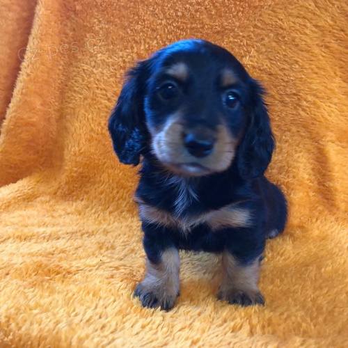 �t��ata jezev��ka k dispozici