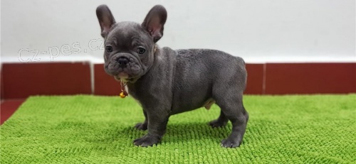 Samci a samice francouzsk� buldok �t��ata k adopci