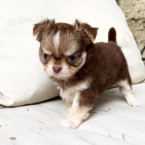 ��lky �t��at Shihuahua