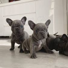 francouzsk�ho buldo�ka 