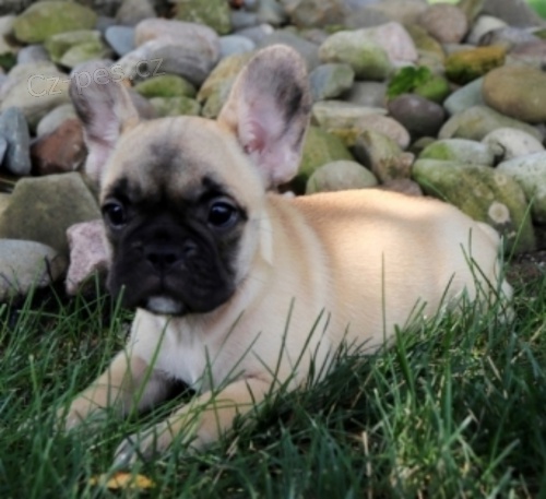  francouzsk�ho buldo�ka