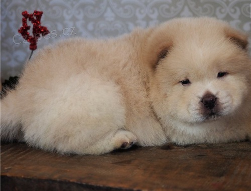  �t���tka �au chow pro adopci