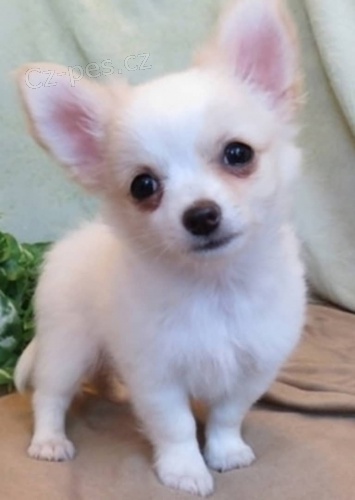 �ivava �t��ata k adopci