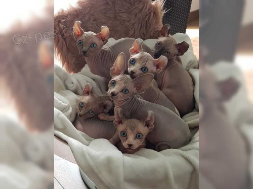 ko�ky sphynx pro nov� domovy