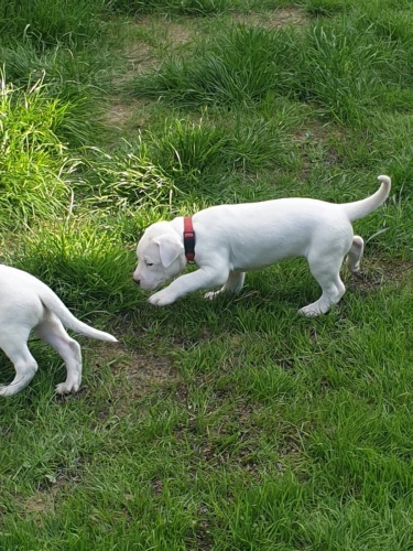 hrav� �t��ata Dogo Argentino
