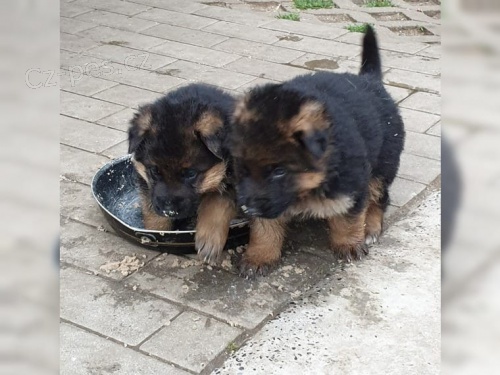 kr�sn� �t���tka n�meck�ho ov��ka