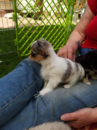 dlouhosrst� �ivava �t��ata