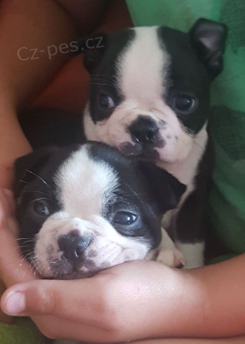 �t��ata miniaturn�ch boston teri�r�