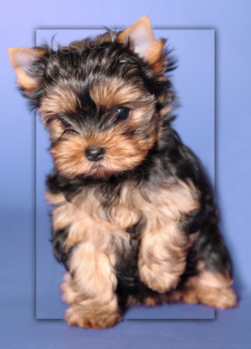 mini mini york��rsk� teri�r �t��ata