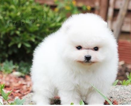 teddy pomeranian �t��ata