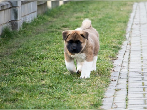 �t��ata akita inu (samci i samice) jsou v�m k dispozici.