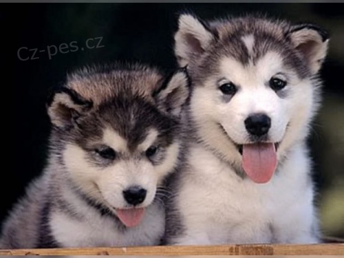Alja�sk� d�ti Malamute jsou k dispozici co nejd��ve